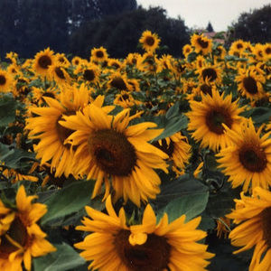 Meet your Posher, Leah